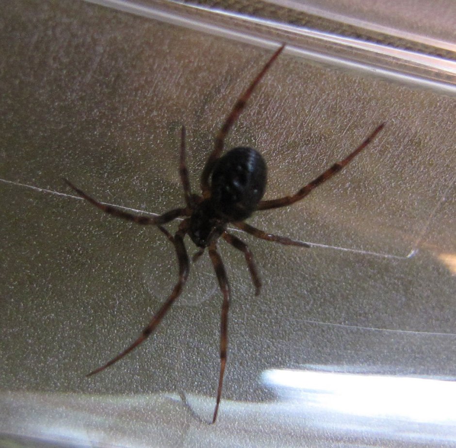 Стеатода Гросса самец