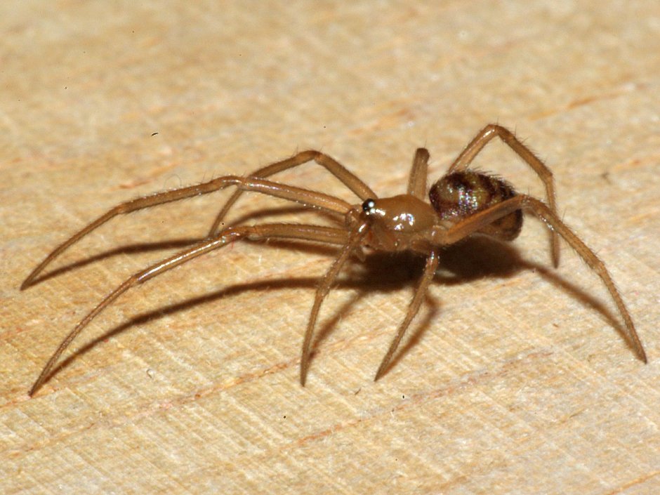 Домовый паук Steatoda grossa