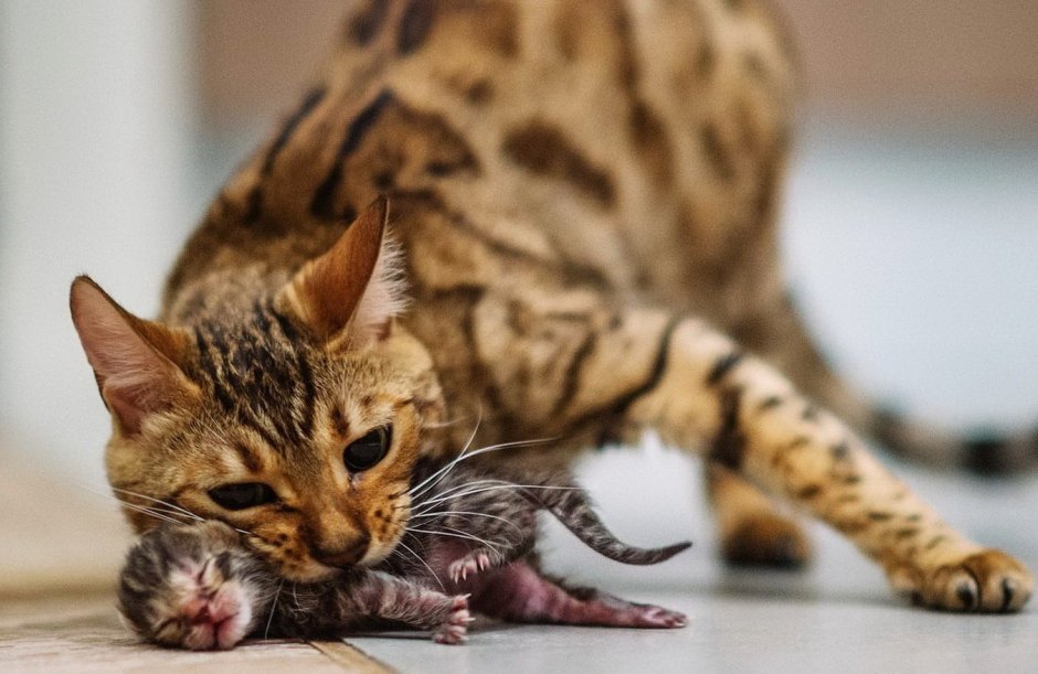 Кошка с котятами