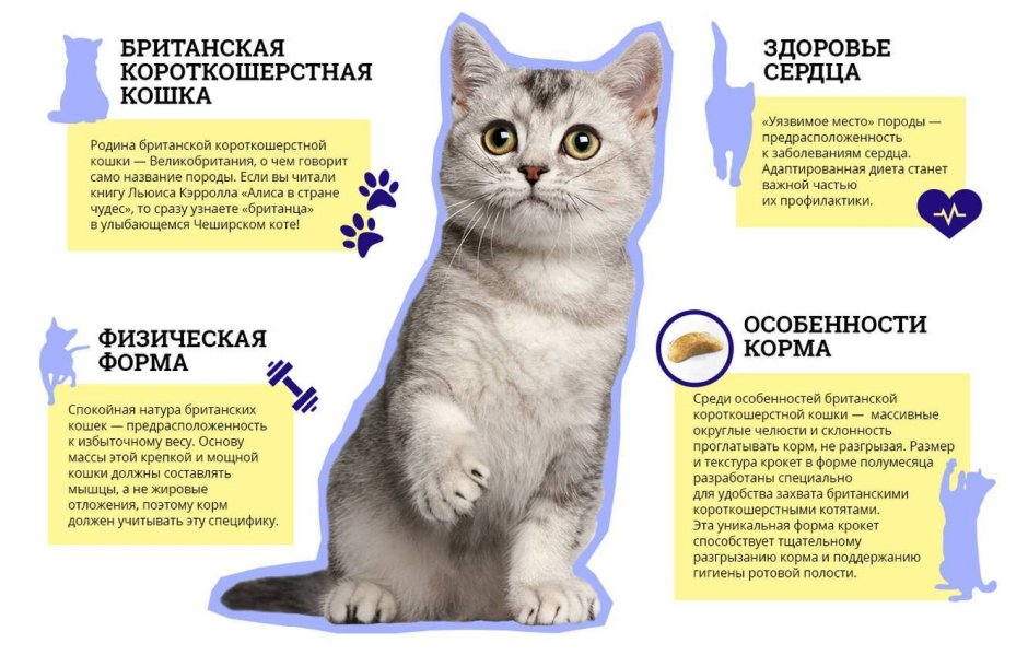 Корм для шотландских кошек