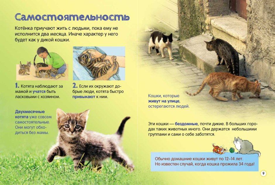 Интересные заметки о кошках