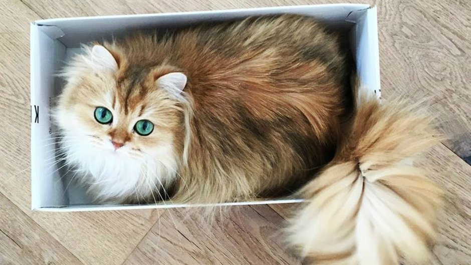 Британские длинношерстные котята хвостик