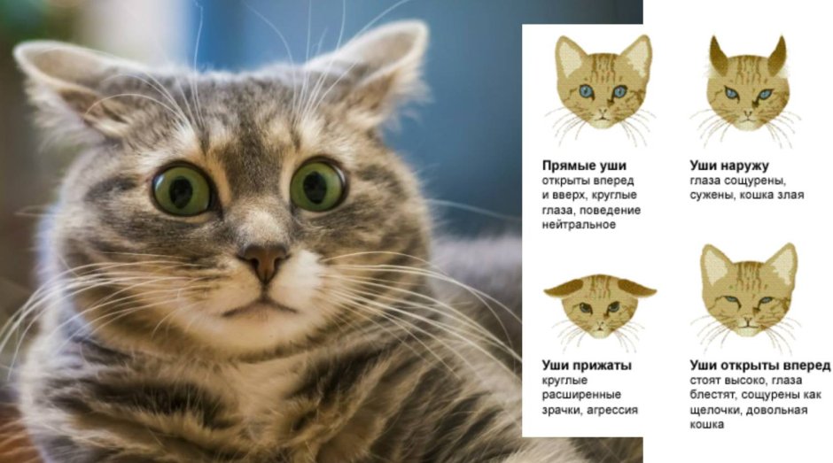 Кошка с прижатыми ушами