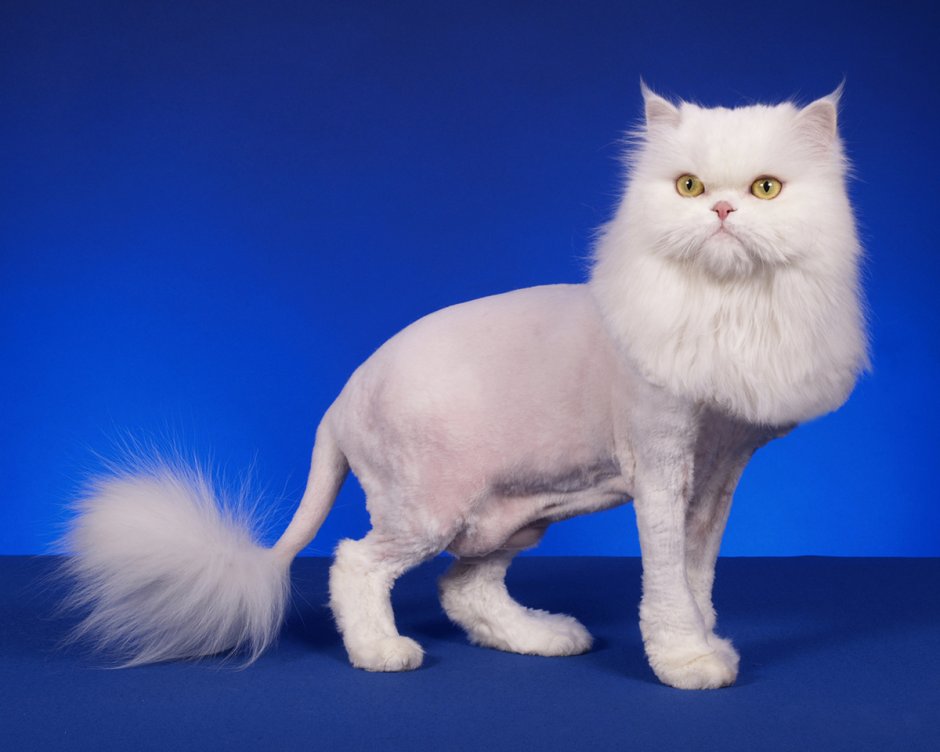 Стрижка Персидского кота