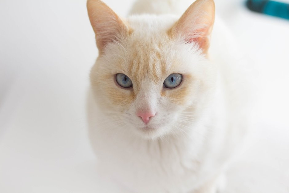 Сиамская кошка альбинос
