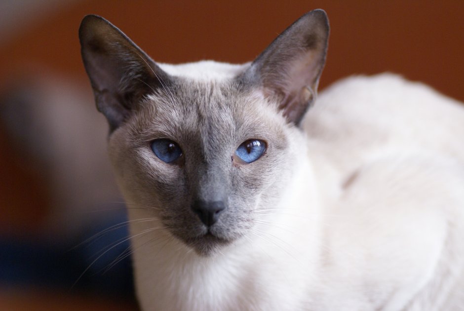 Сиамская кошка серого цвета