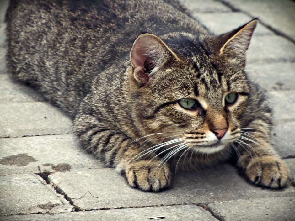 Кот табби дворовый