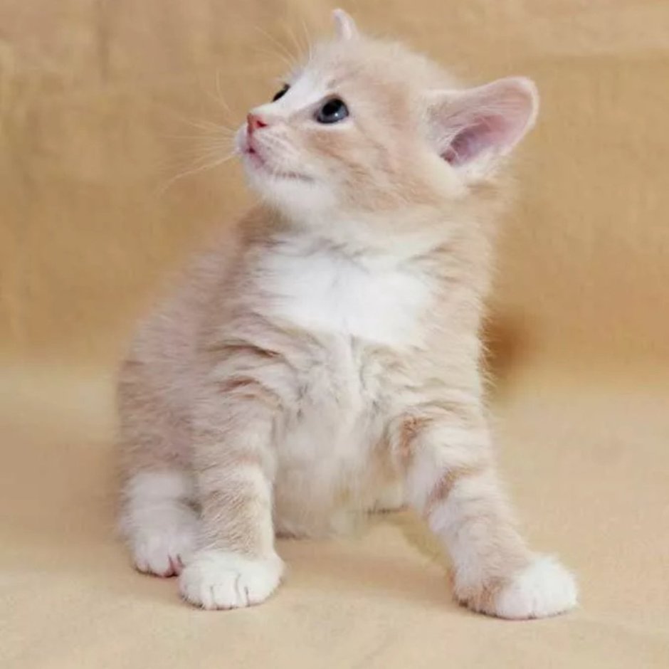 Сибирский кот персикового окраса