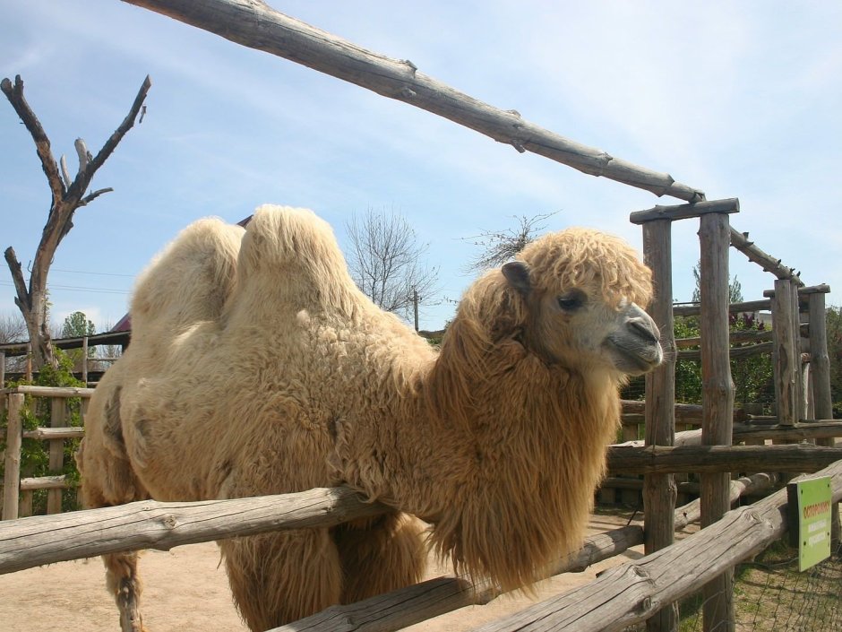 Верблюд двугорбый Camelus bactrianus