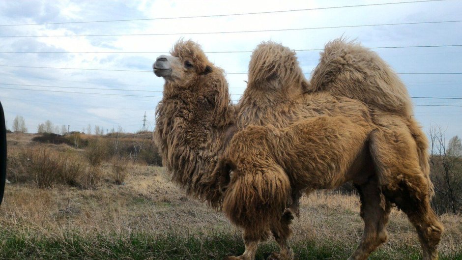 Верблюд двугорбый монгольский