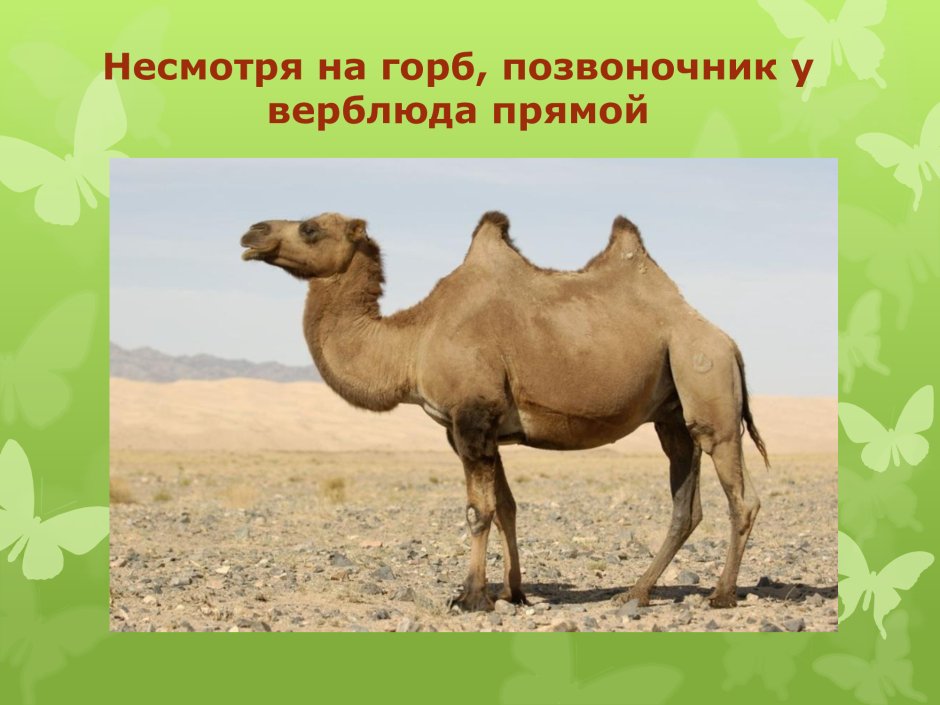 Одногорбый кузен бактриана