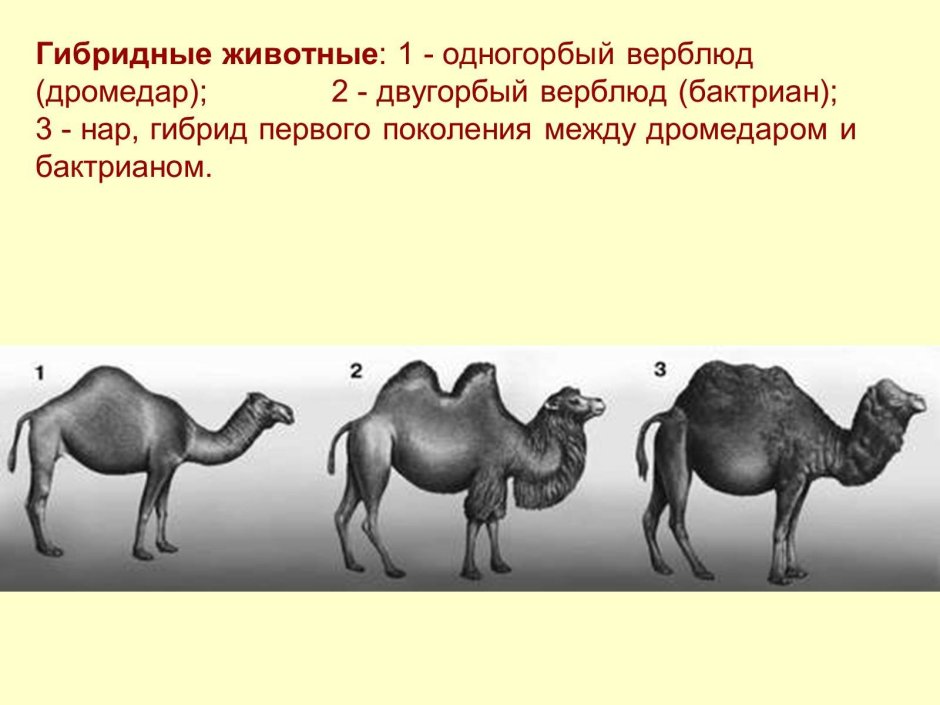 Гибрид бактриана и дромадера