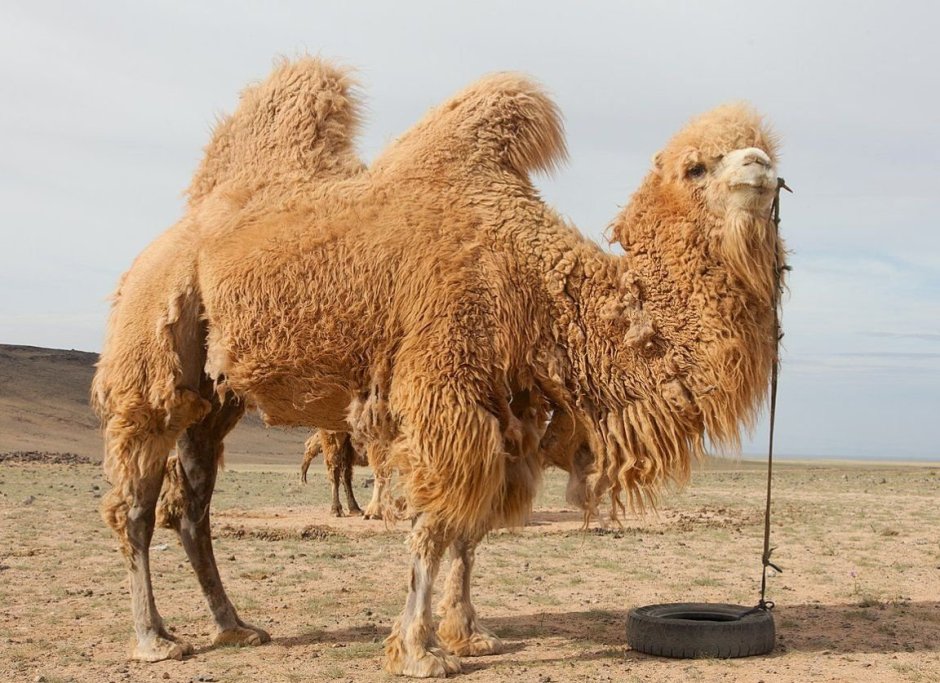 Верблюжья ферма (Royal Camel Farm)