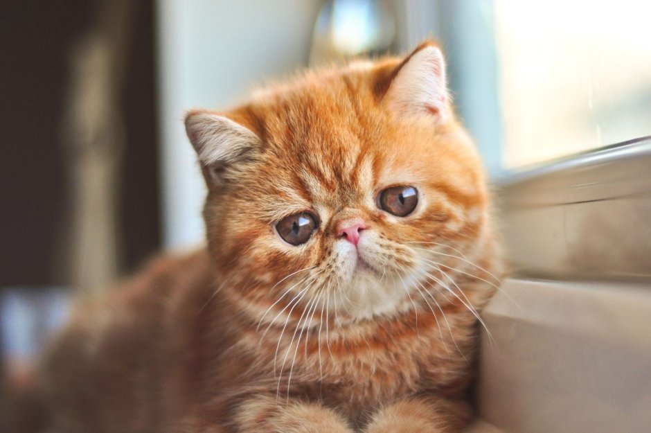 Экзот кошка
