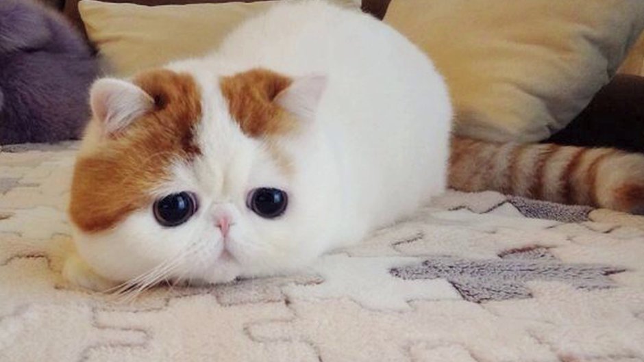 Снупи кот маленький