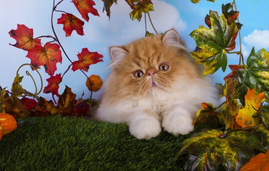 Экзотические короткошерстные котята