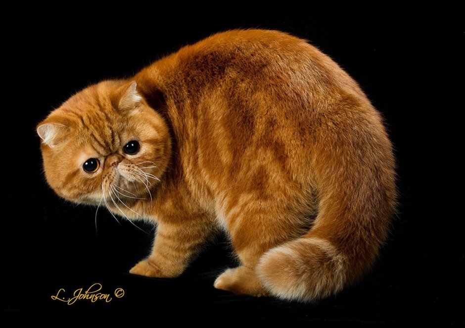 Экзот кошка рыжая