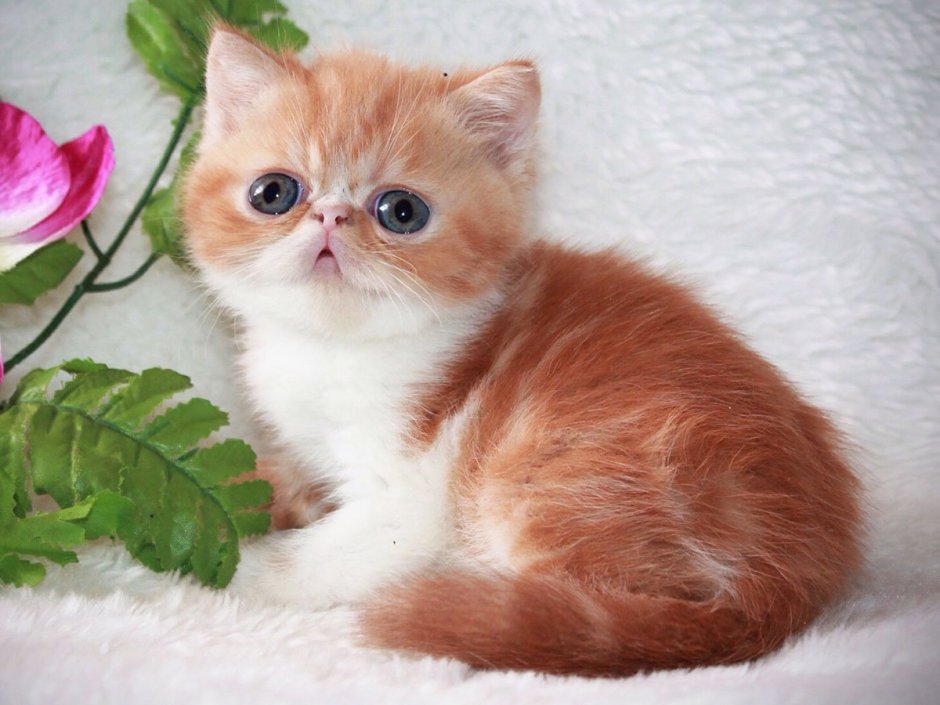 Кот породы Снупи котята