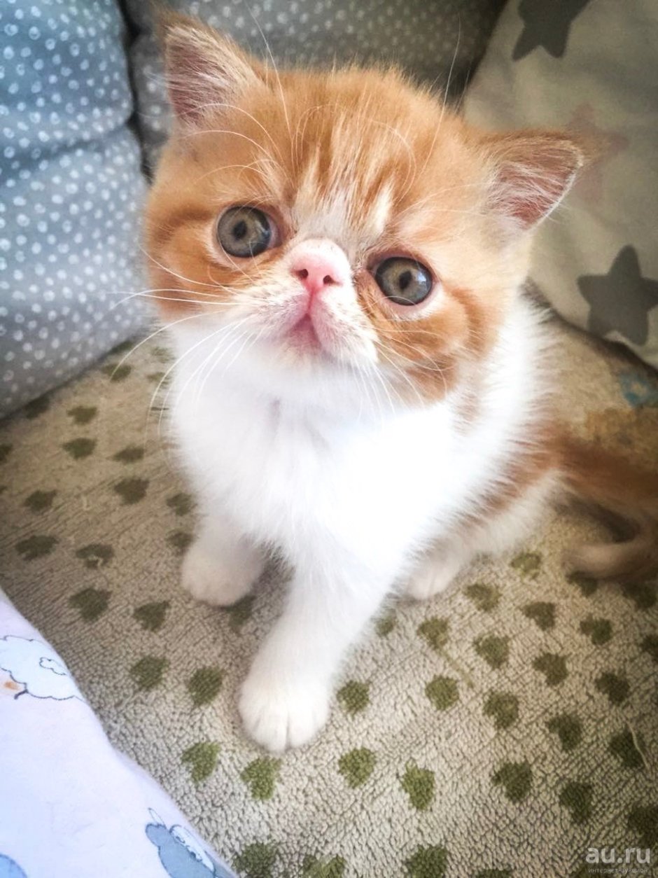 Кот экзот котенок