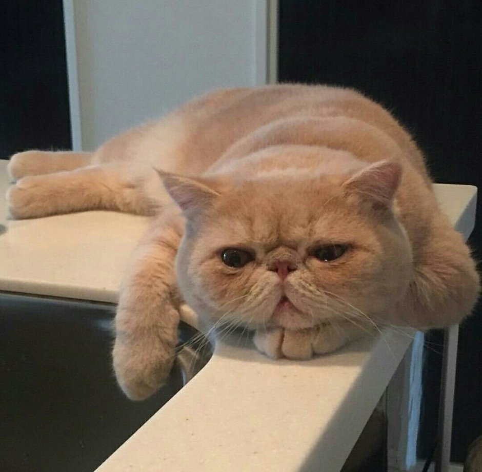 Череп экзота кота