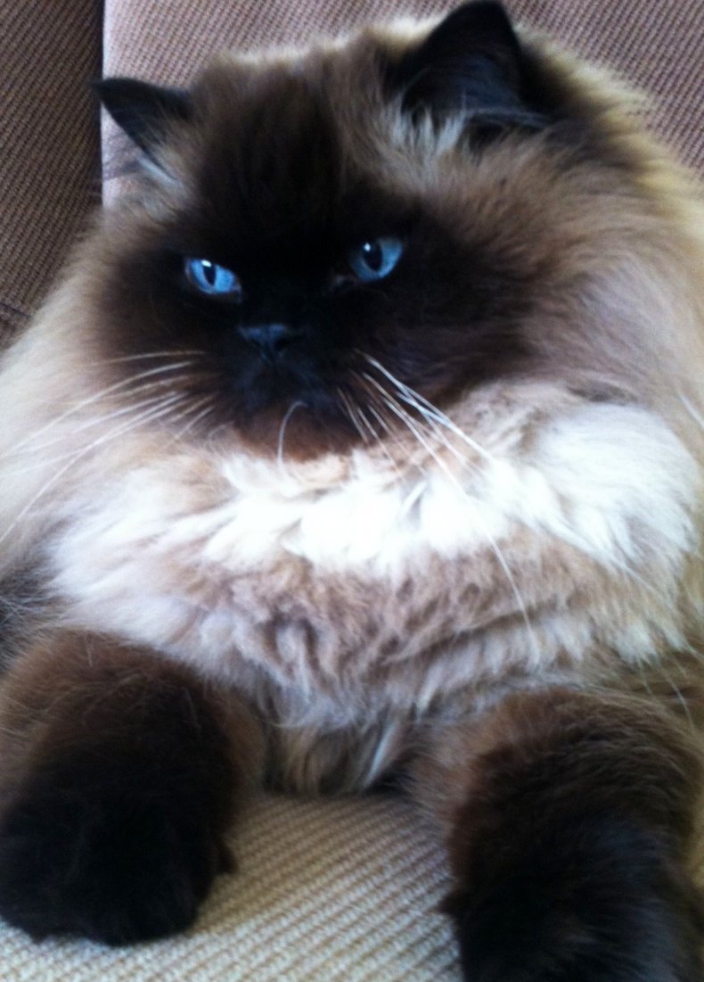 Гималайские сиамские кошки