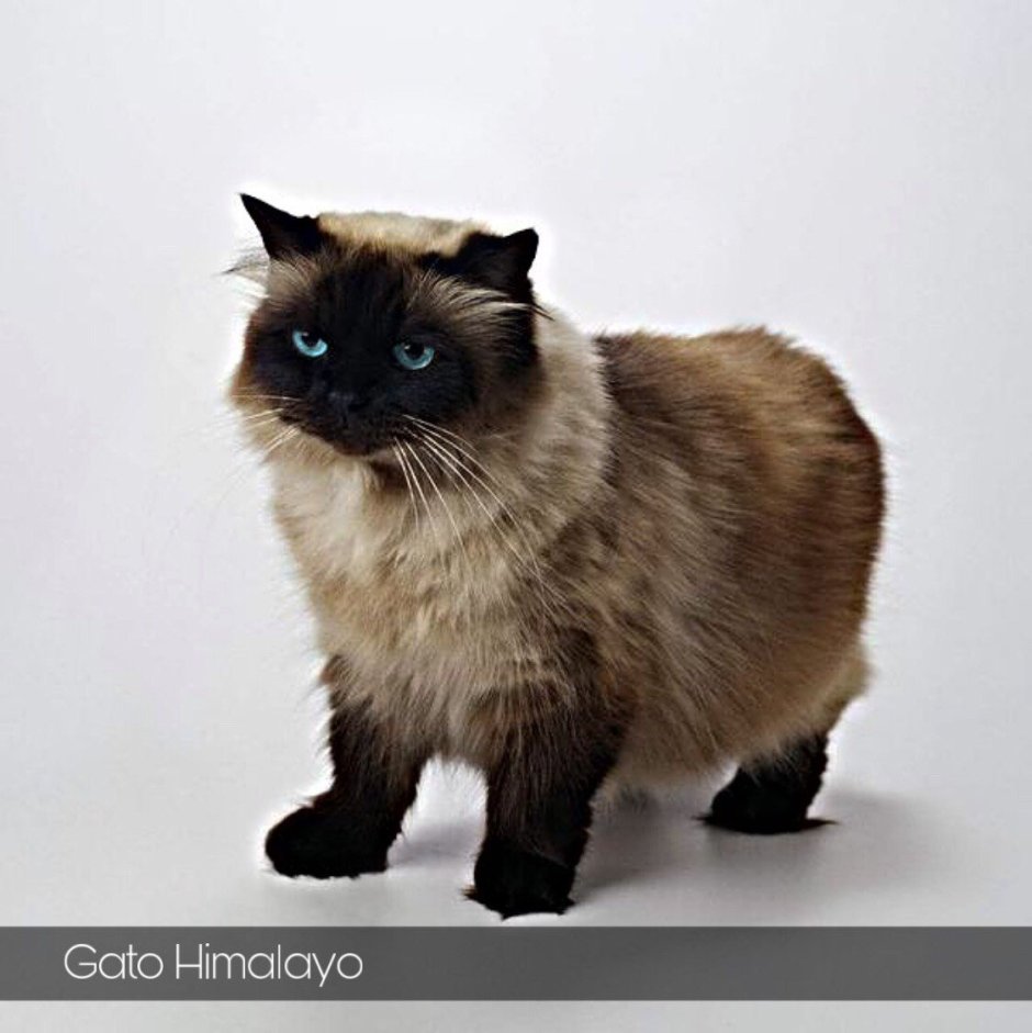 Гималайские сиамские кошки
