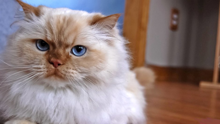 Смесь сиамской и персидской кошки