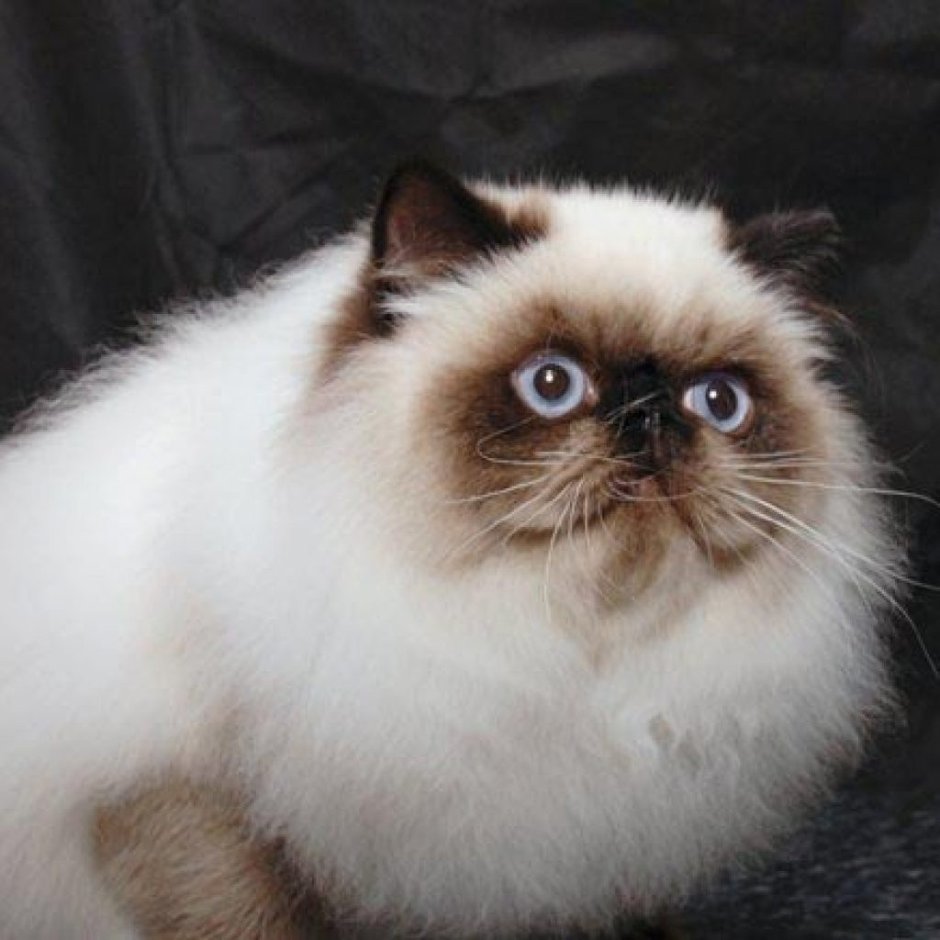 Гималайский экзот