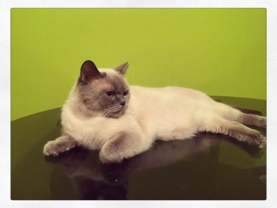 Сиамский с персидским смесь