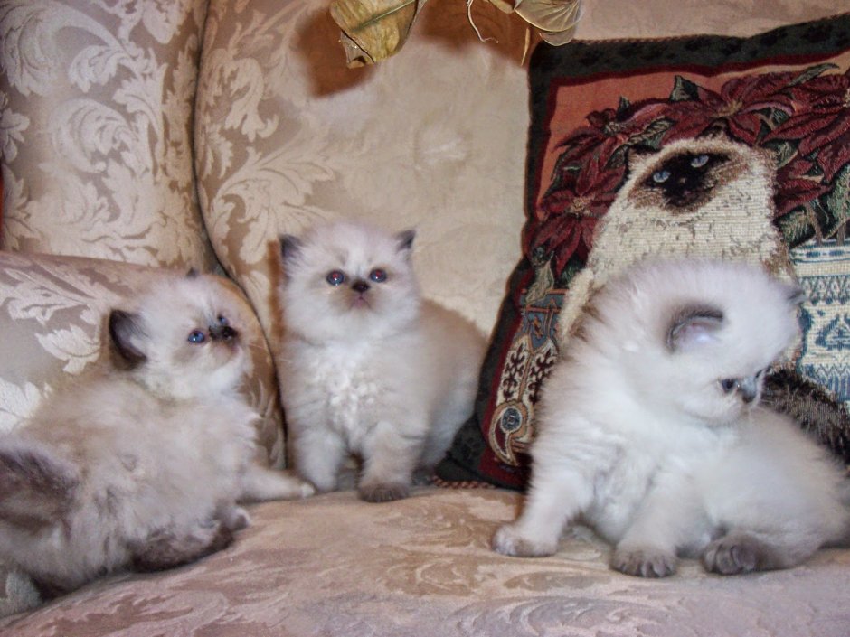 Вязка перснидская и сиамка