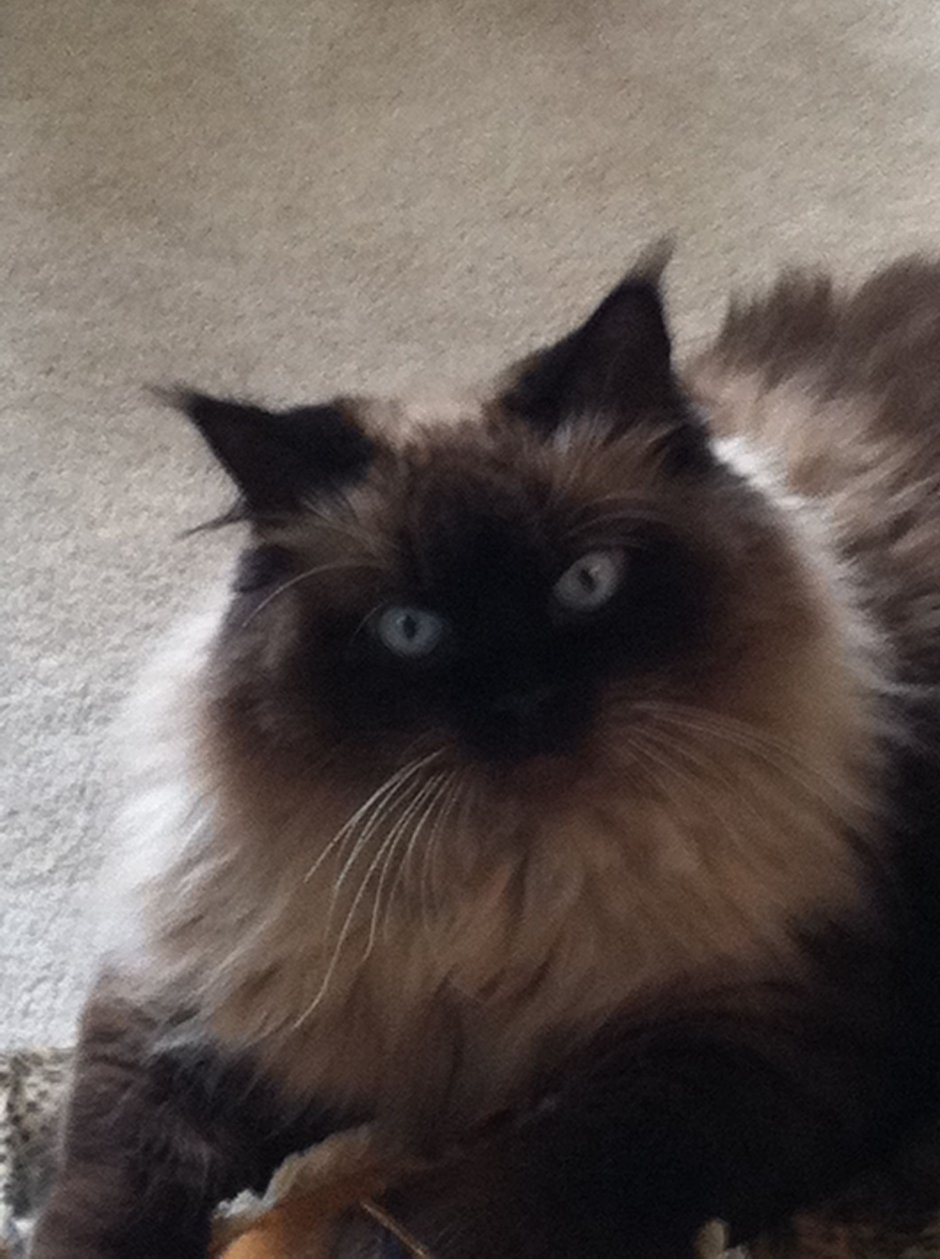 Сибирская кошка гималайская