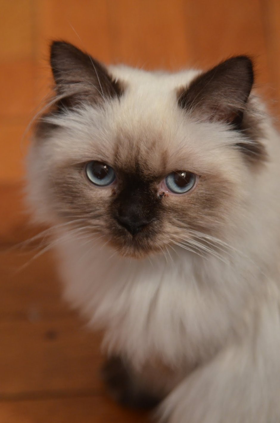 Гималайские сиамские кошки