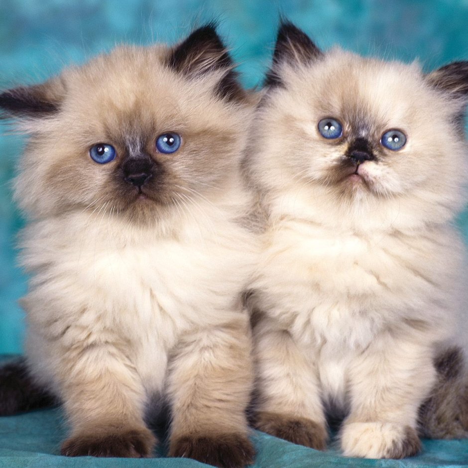 Сиамско Персидская кошка