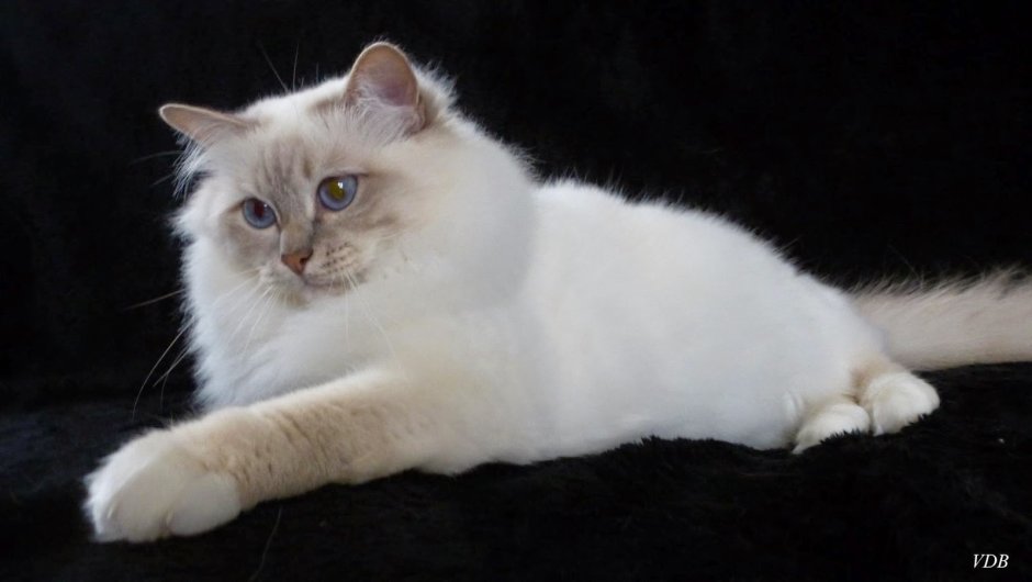 Birman Cat