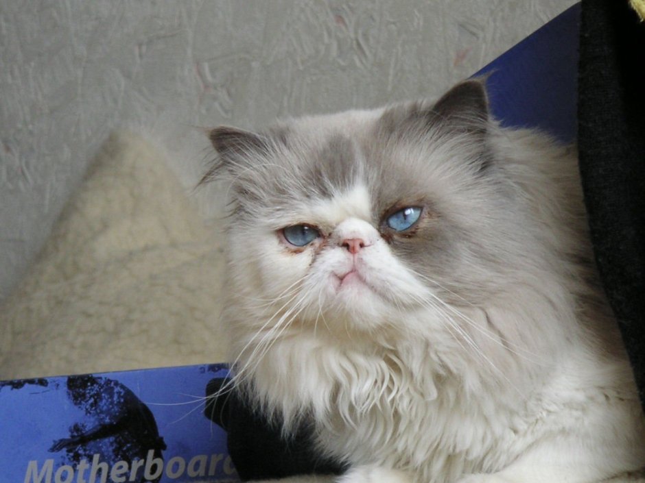 Смесь перса и сиамской кошки