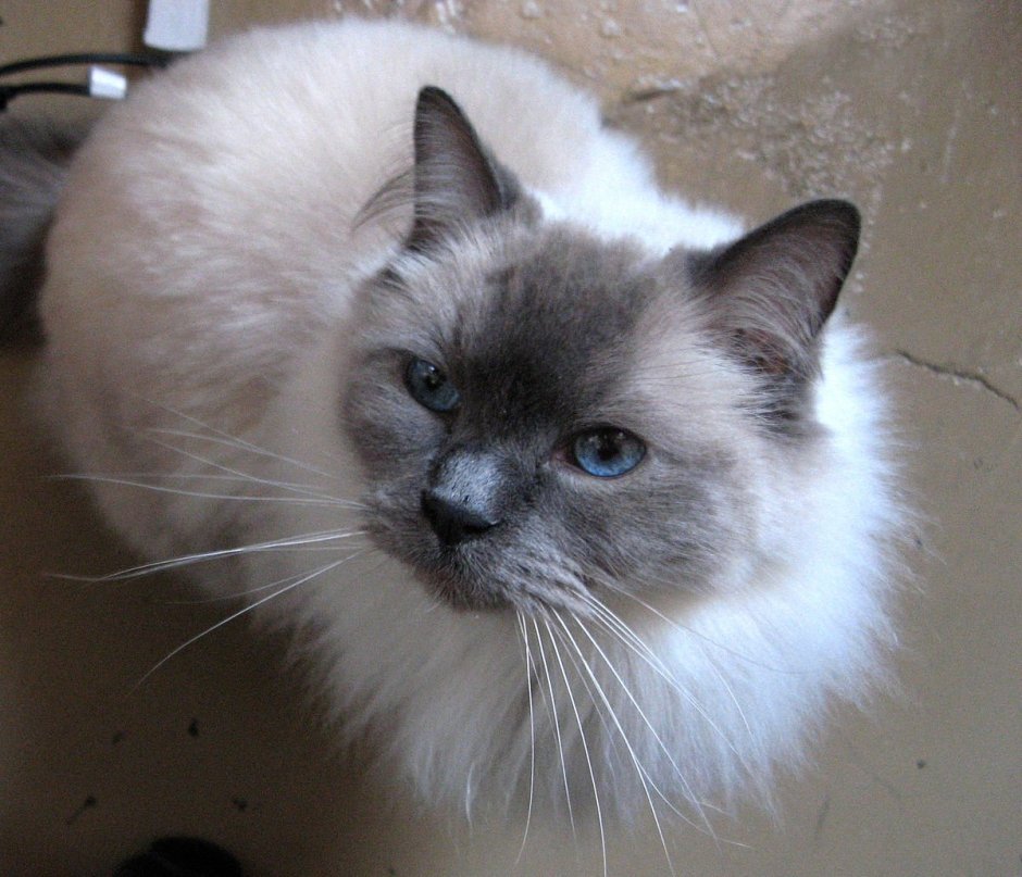 Энн Бейкер Рэгдолл