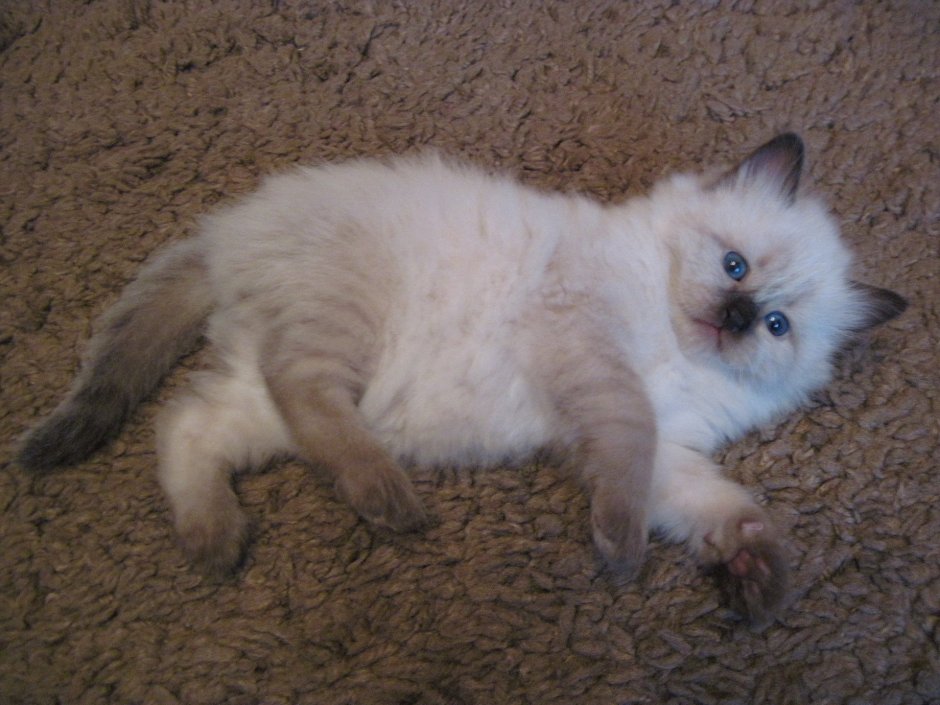 Невская маскарадная кошка метис