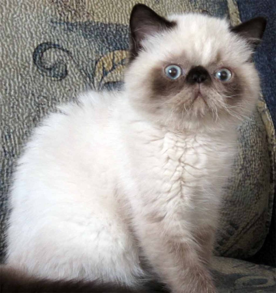 Перс экзот колор Пойнт