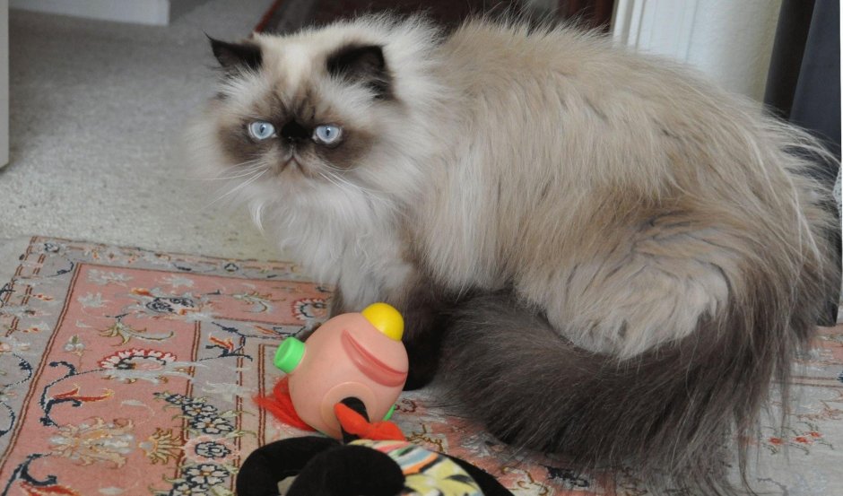 Персидский кот смесь