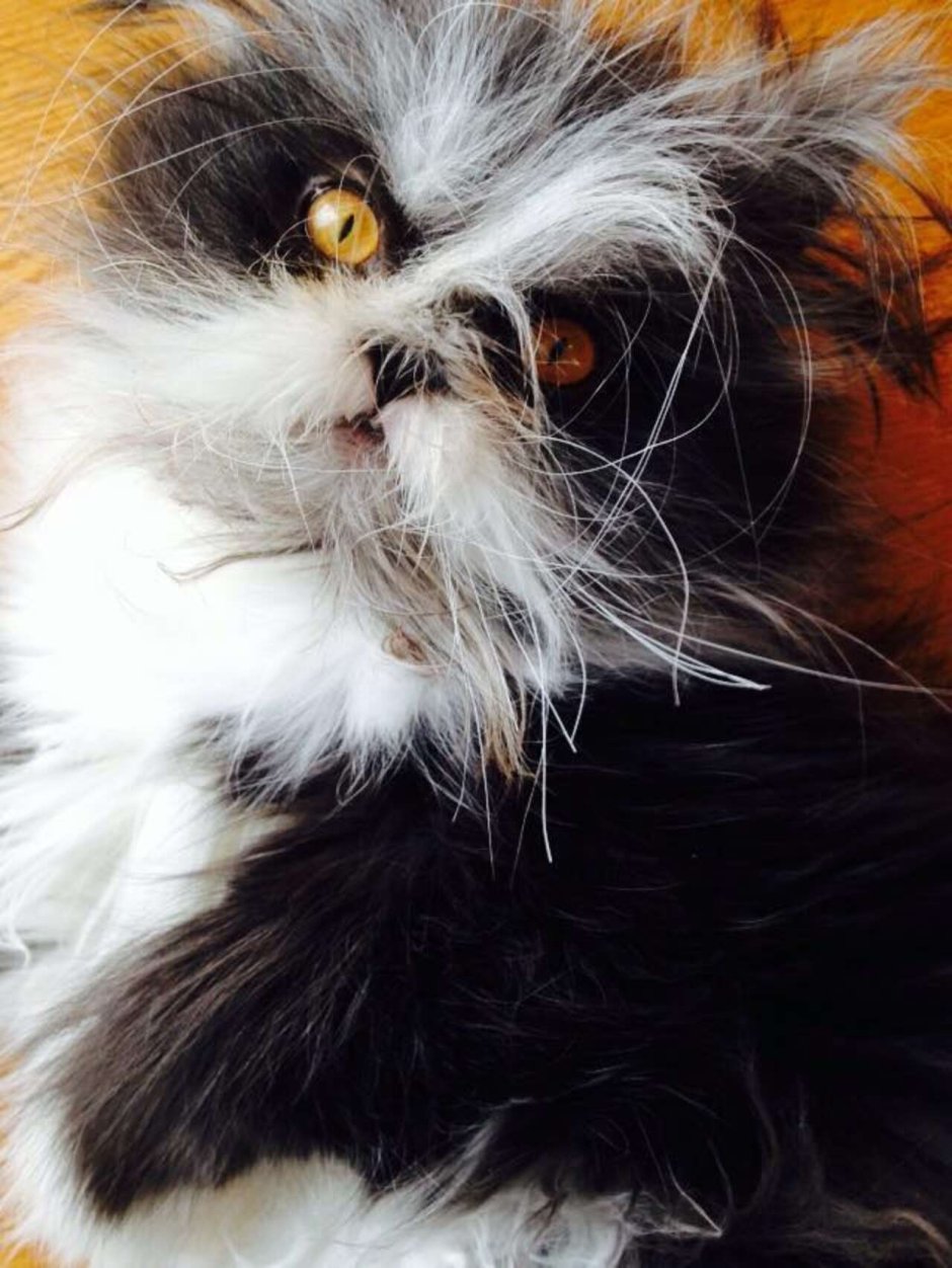 Косматый кот