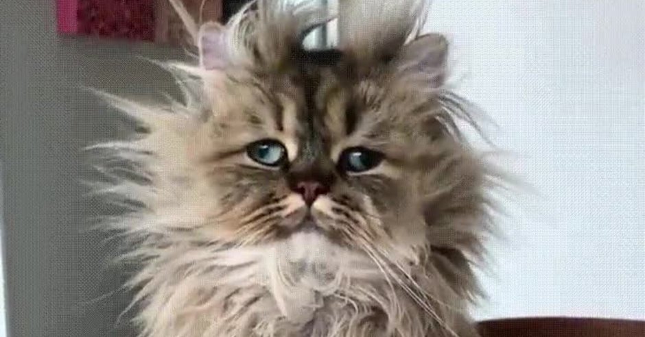 Растрепанная кошка