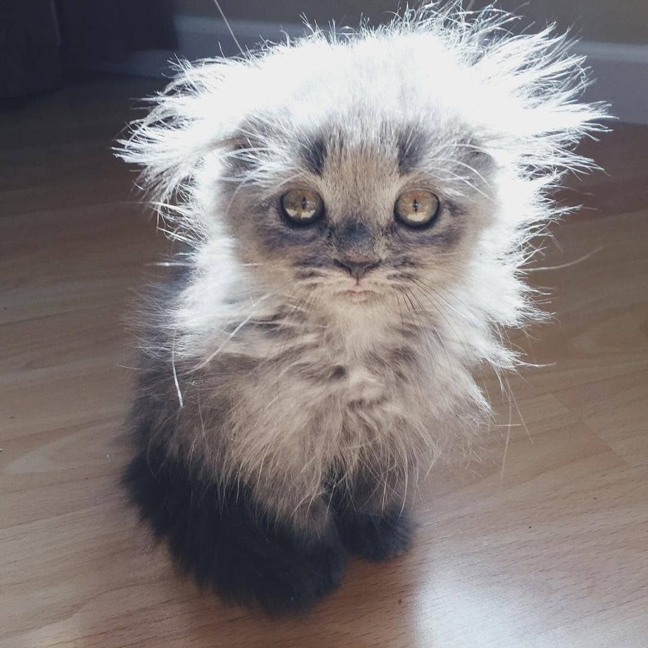 Взъерошенный котенок