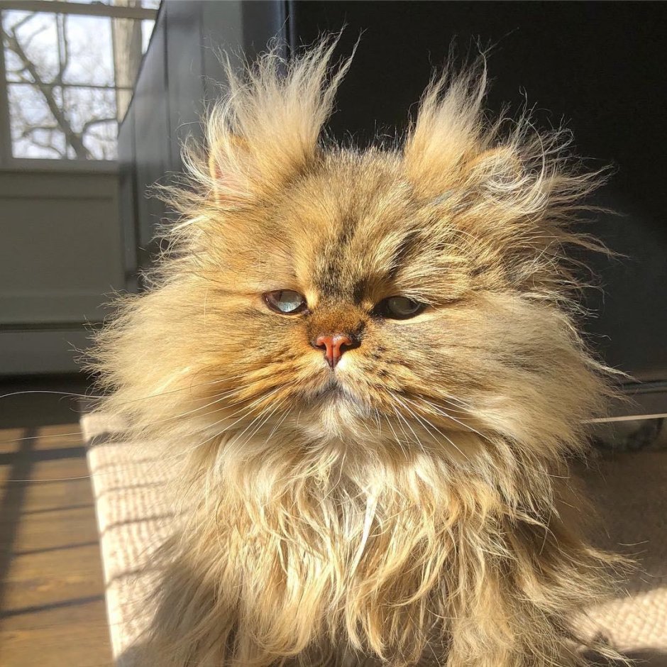 Смешной лохматый кот