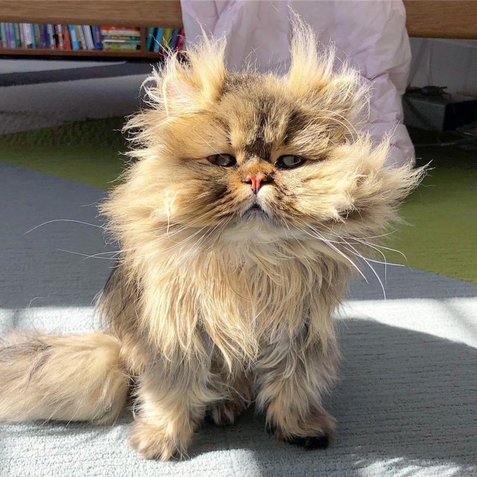 Барнаби котик