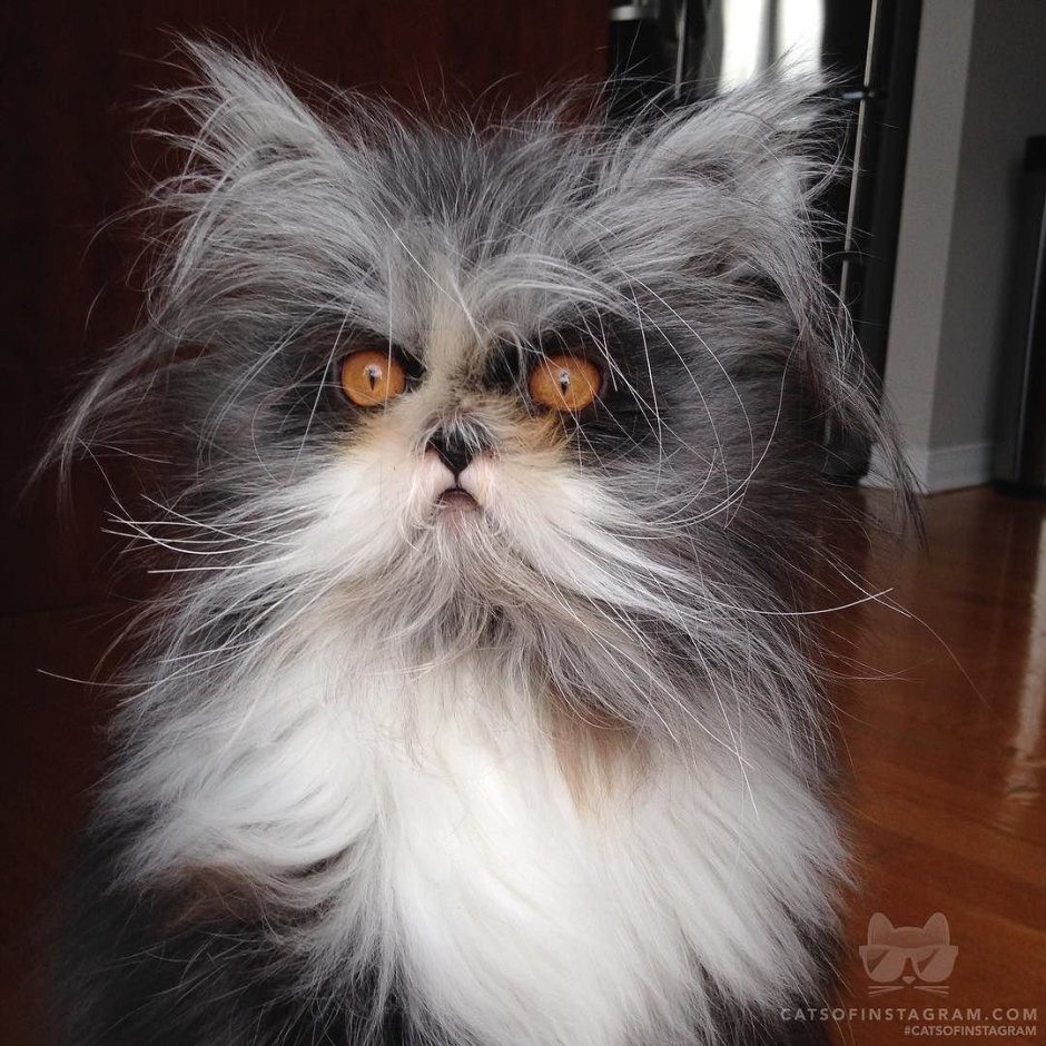 Вредные коты