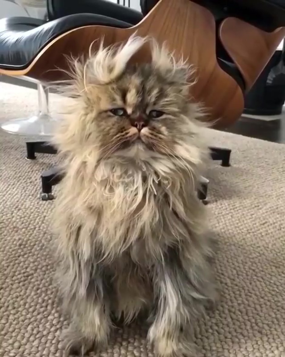 Растрепанная кошка
