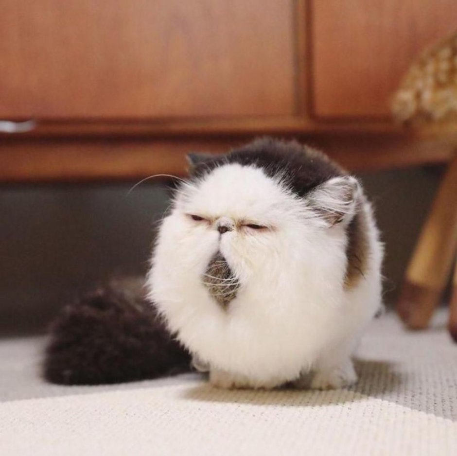 Кот экзот зуу