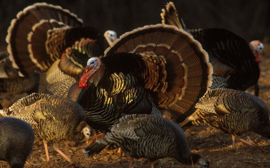 Wild Turkey индюк