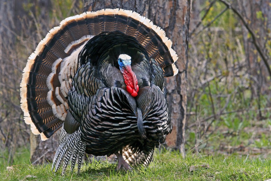 Wild Turkey Hunting