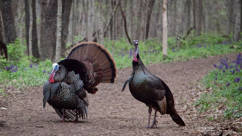 Wild Turkey Turkey